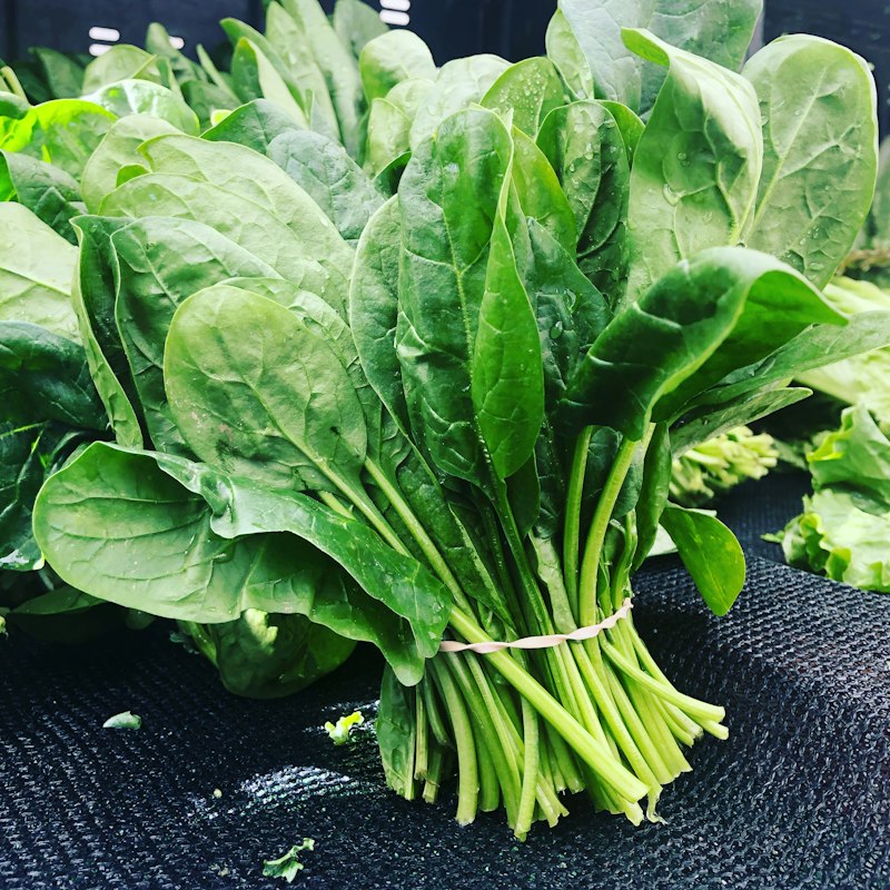 Espinacas frescas